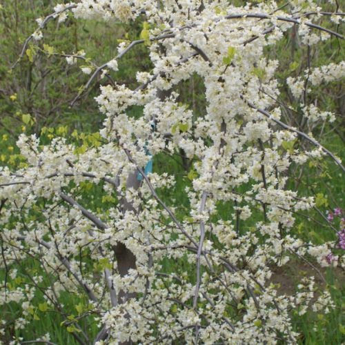 כליל בכותי לבן ונילה טויסט