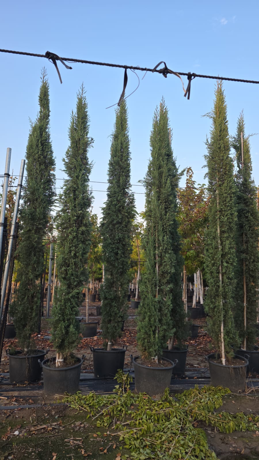 WhatsApp Image 2026-02-01 at 13.24.19 (1)