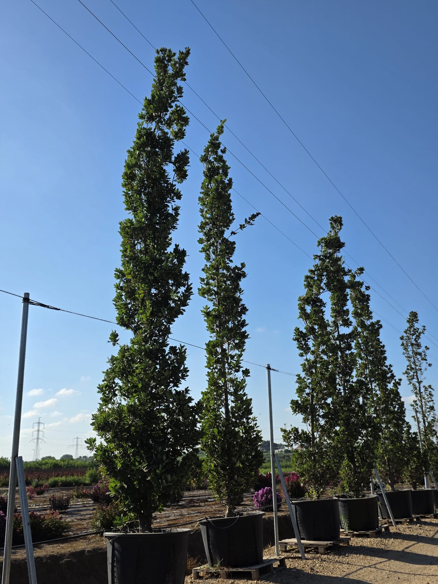 WhatsApp Image 2026-02-01 at 13.28.08