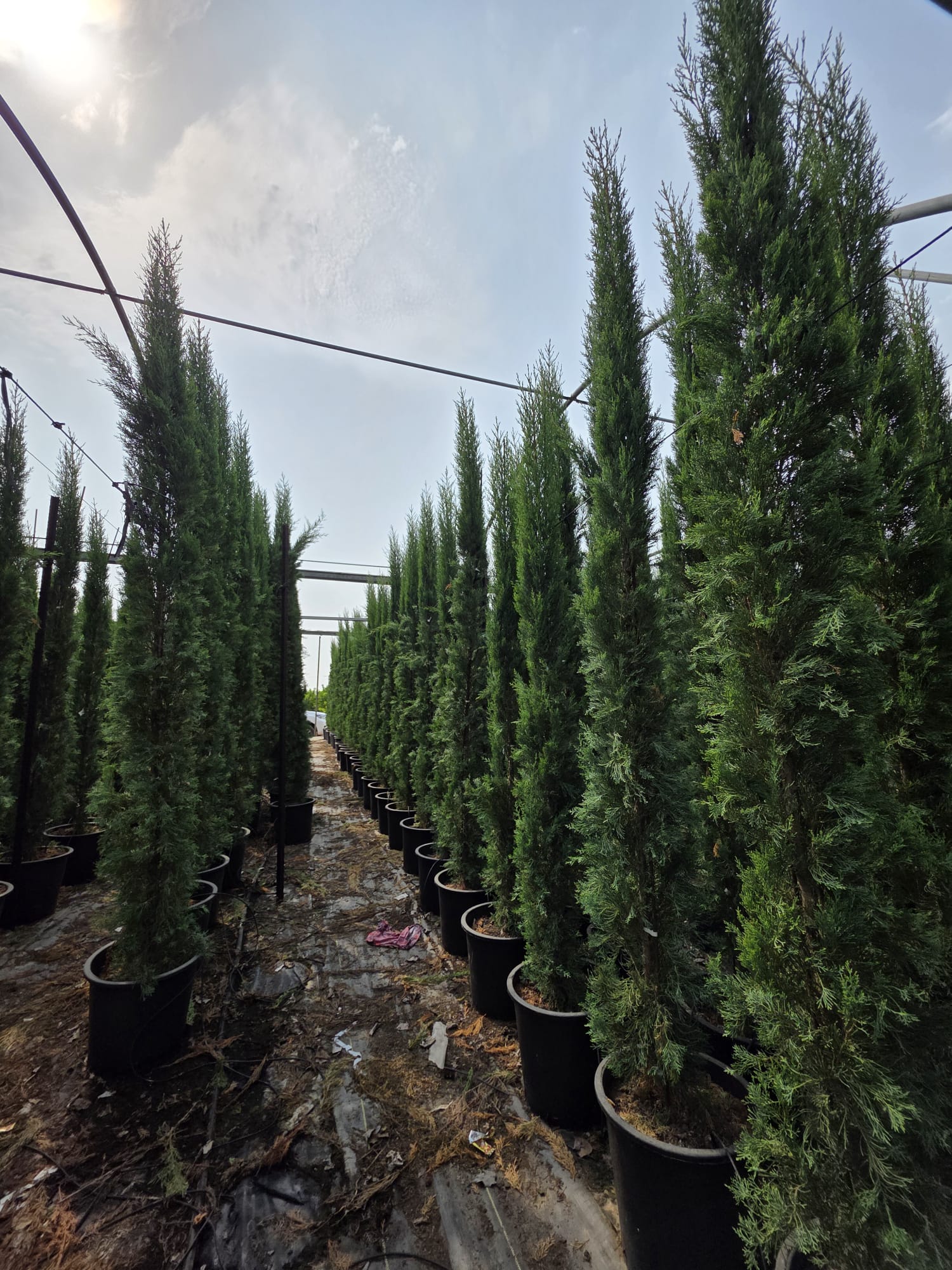 WhatsApp Image 2026-02-01 at 13.29.55