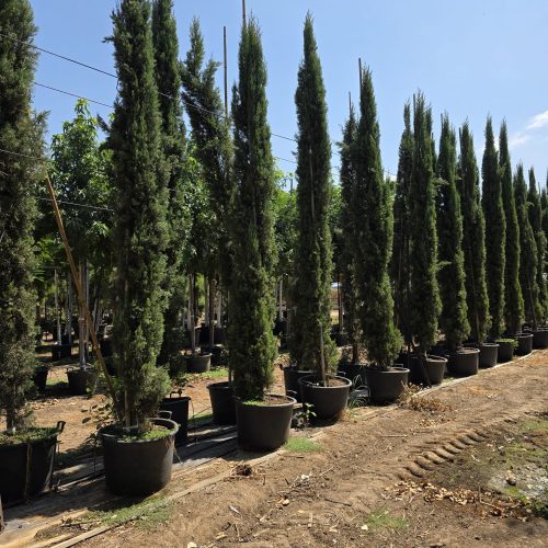 ברוש מצוי איטלקי "גלאוקה"