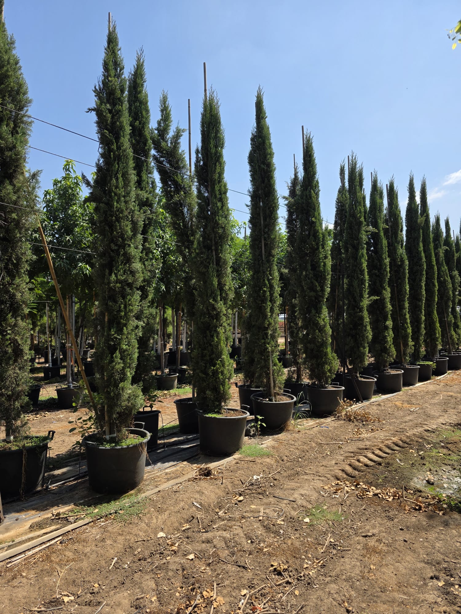 WhatsApp Image 2026-02-01 at 13.30.25