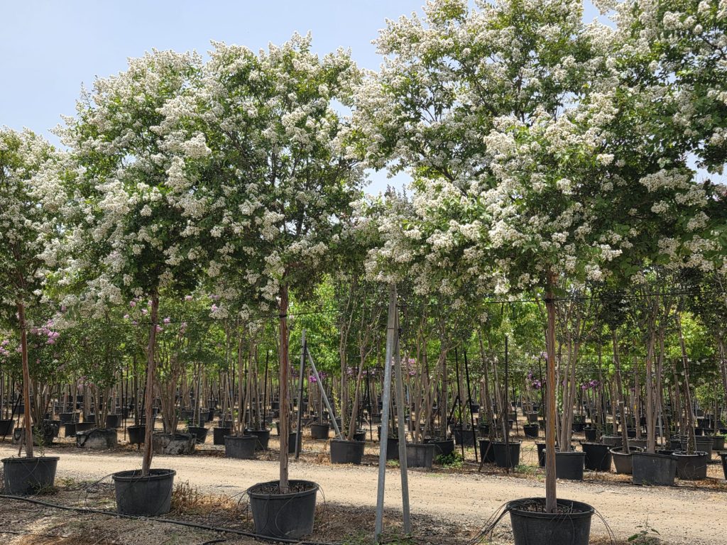 WhatsApp Image 2026-03-03 at 18.10.32