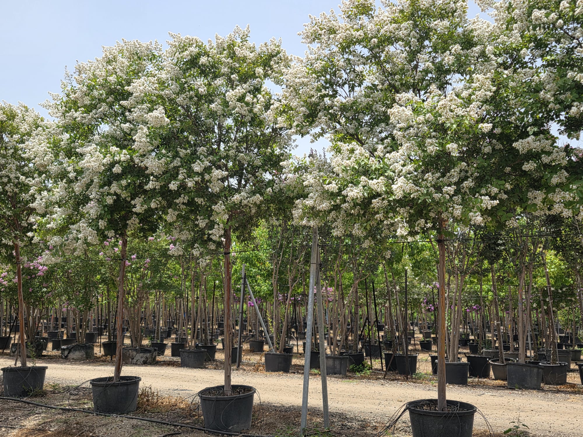 WhatsApp Image 2026-03-03 at 18.10.32