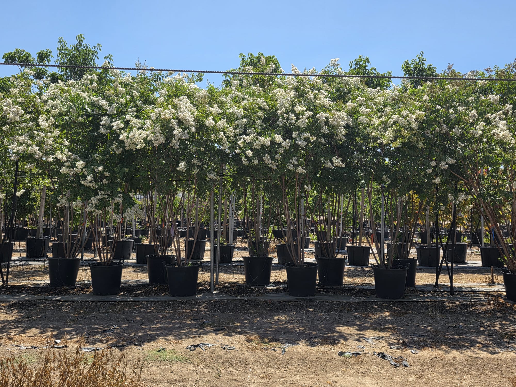 לגרסטרמיה לבנה בעיצוב רב גזע