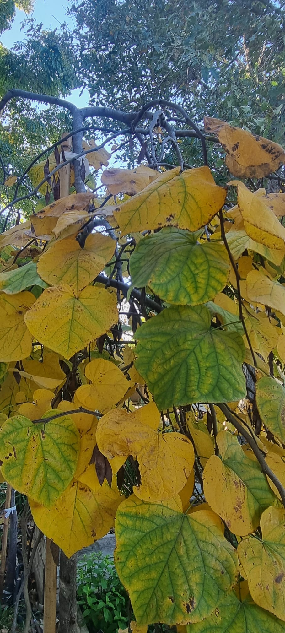 WhatsApp Image 2026-03-03 at 18.27.25