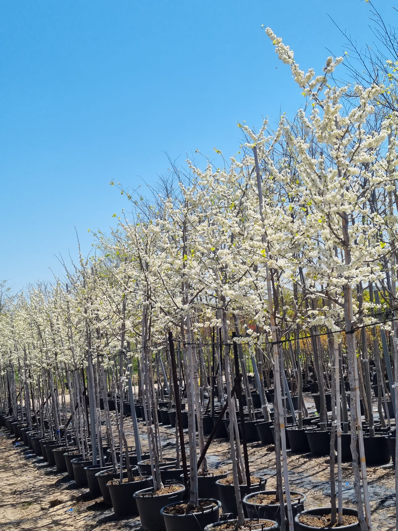 WhatsApp Image 2026-03-03 at 18.44.26 (1)