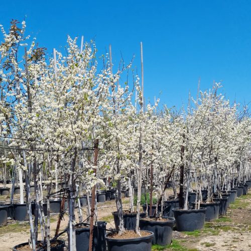 כליל לבן טקסס וייט