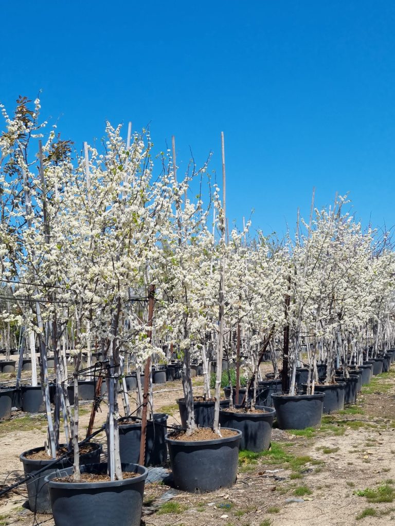 WhatsApp Image 2026-03-03 at 18.44.26