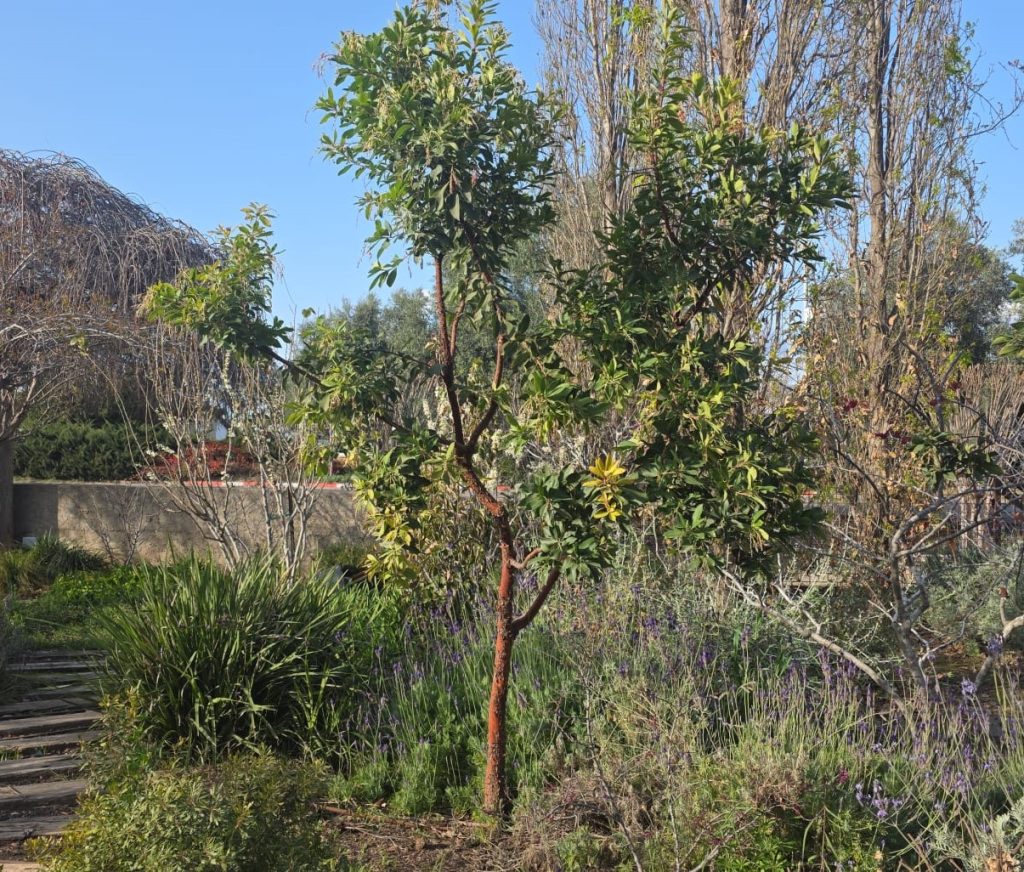 WhatsApp Image 2026-03-04 at 16.03.39