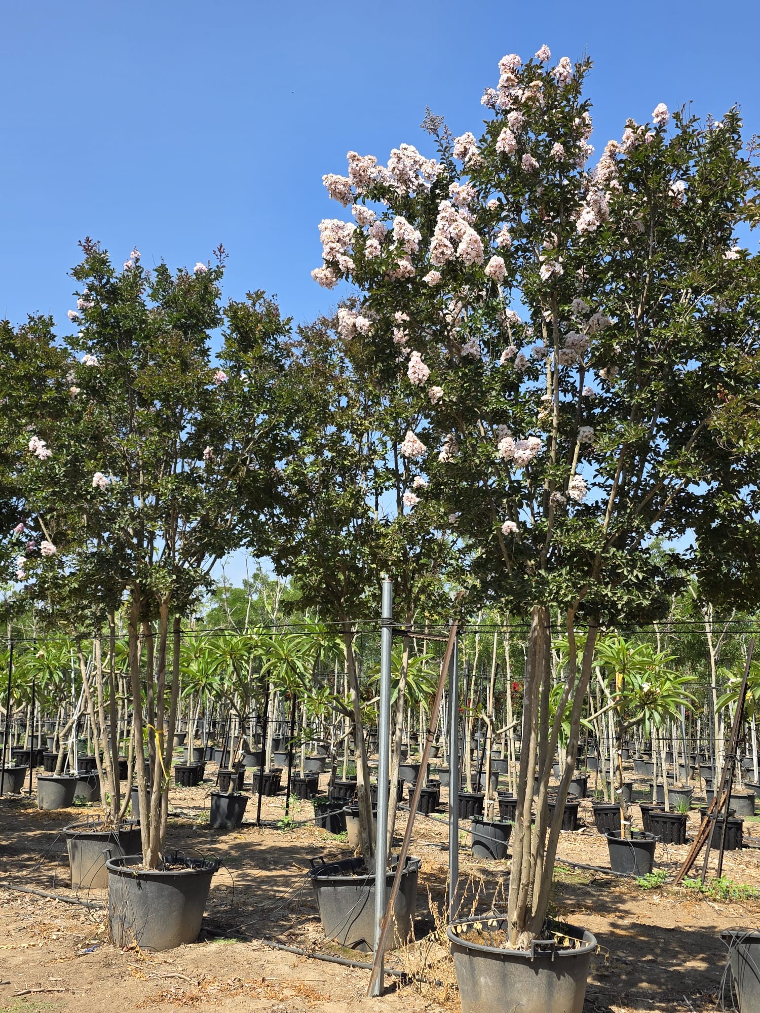 WhatsApp Image 2026-03-05 at 15.58.21