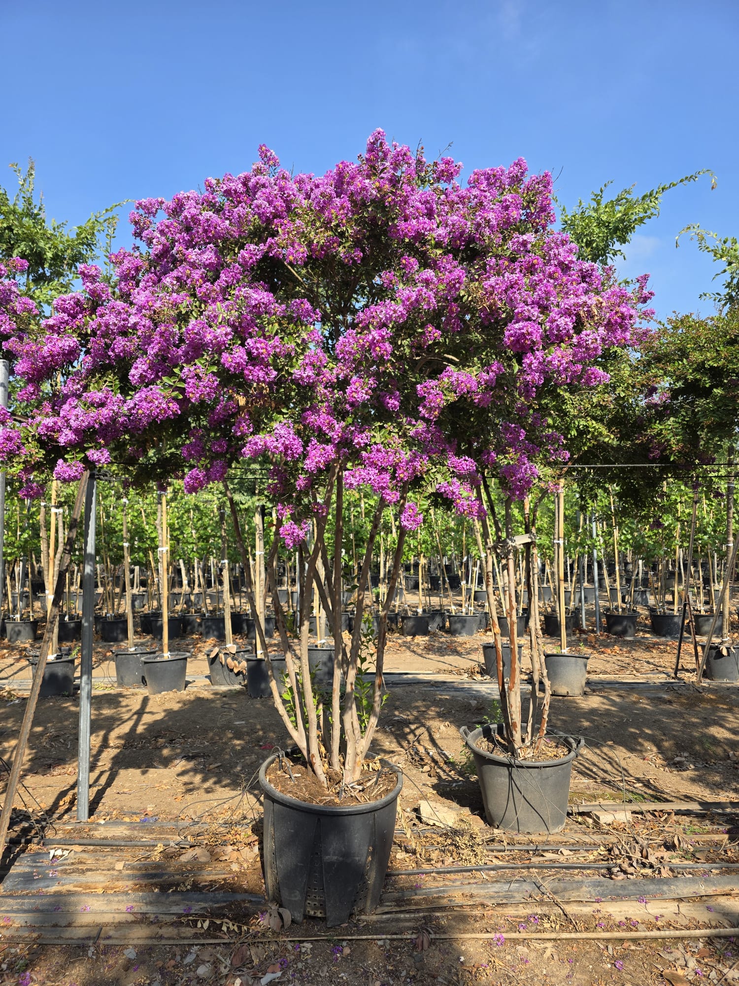 WhatsApp Image 2026-03-05 at 16.39.28 (1)