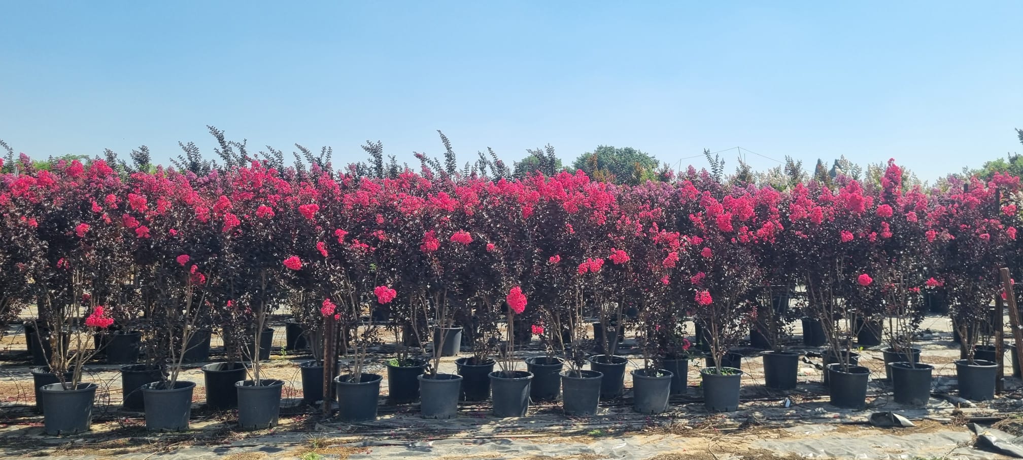 WhatsApp Image 2026-03-05 at 16.49.48