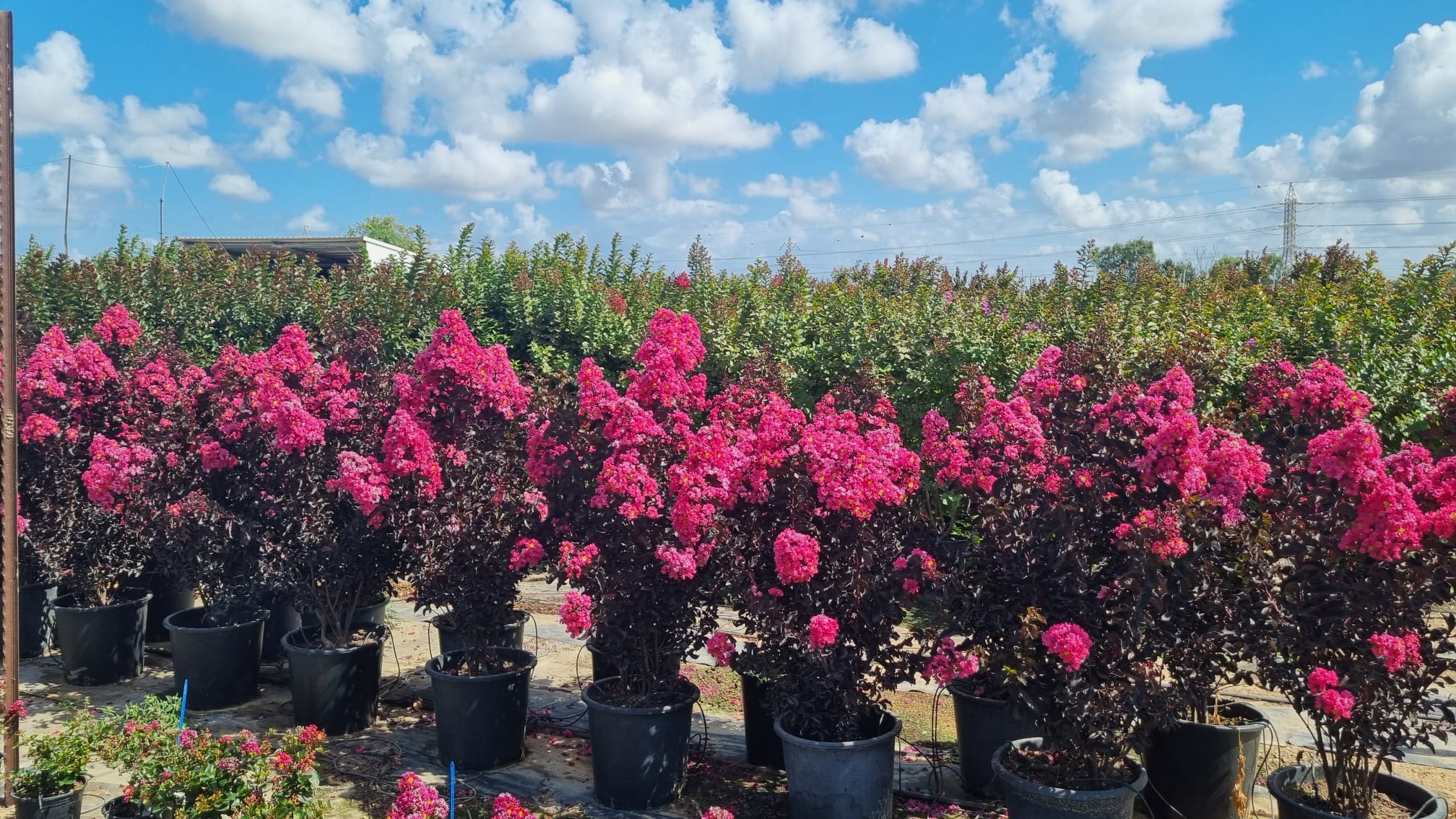 WhatsApp Image 2026-03-05 at 16.49.49