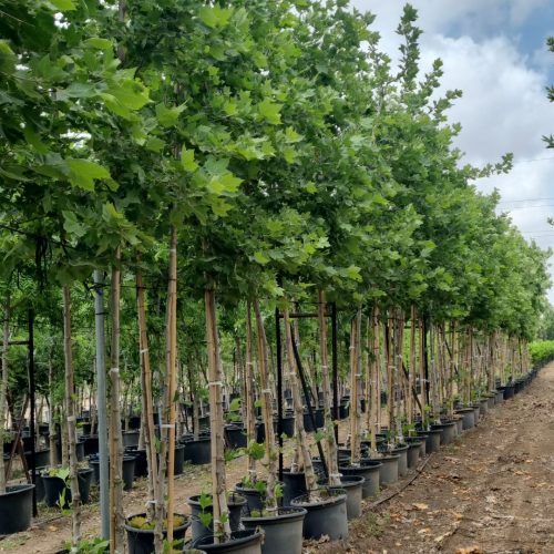 דולב מערבי "יובל"