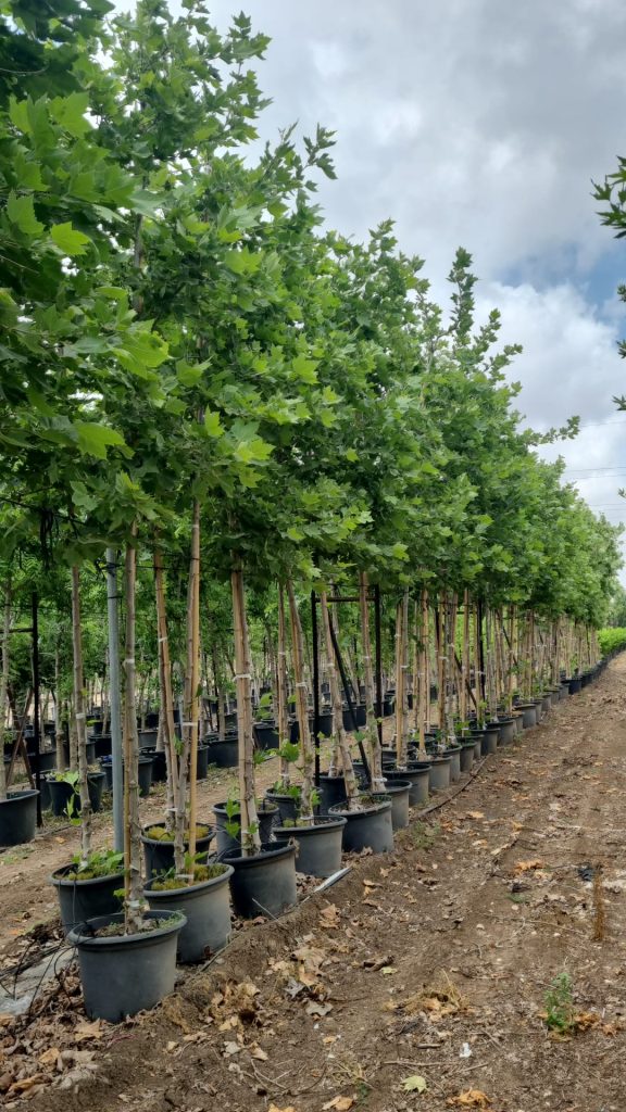 WhatsApp Image 2026-03-05 at 17.34.31