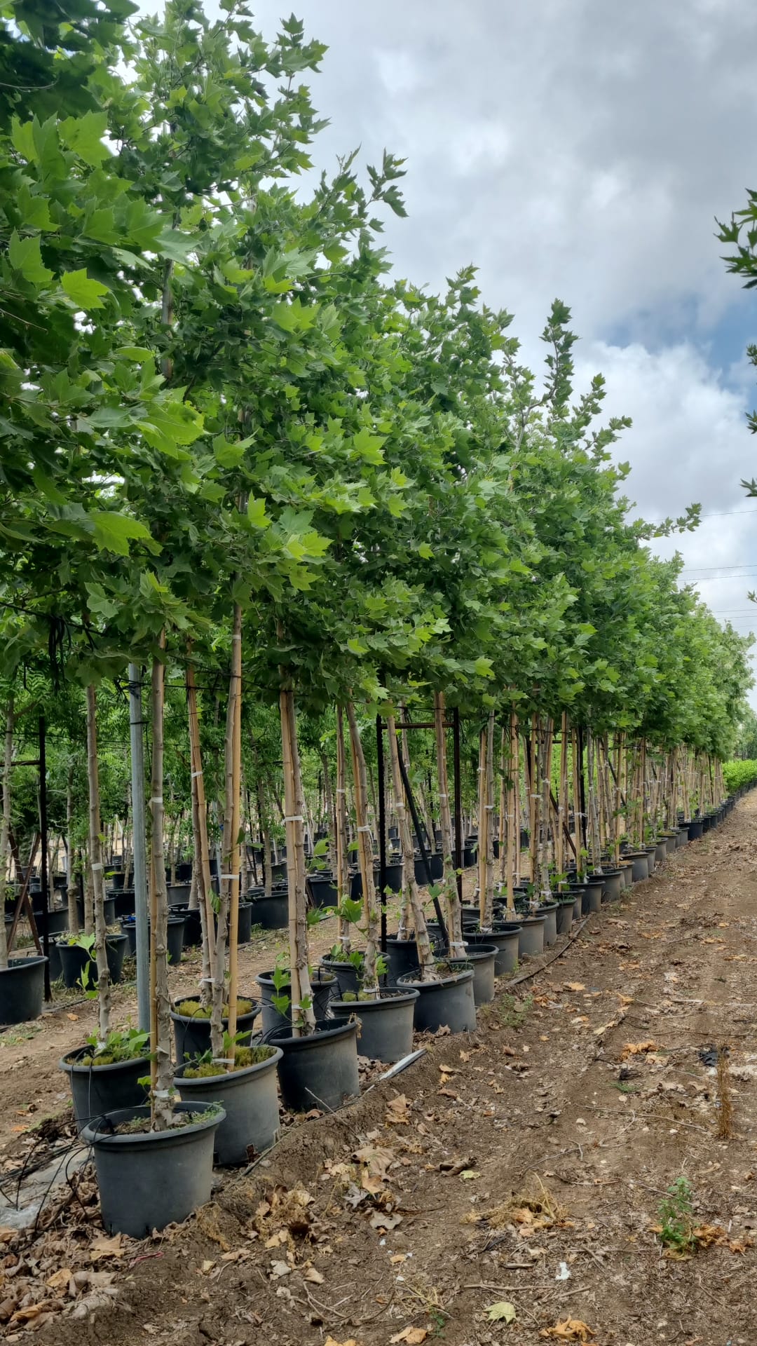 WhatsApp Image 2026-03-05 at 17.34.31