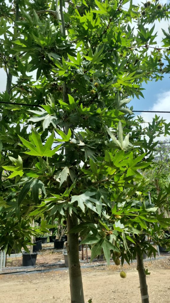 WhatsApp Image 2026-03-05 at 17.36.05