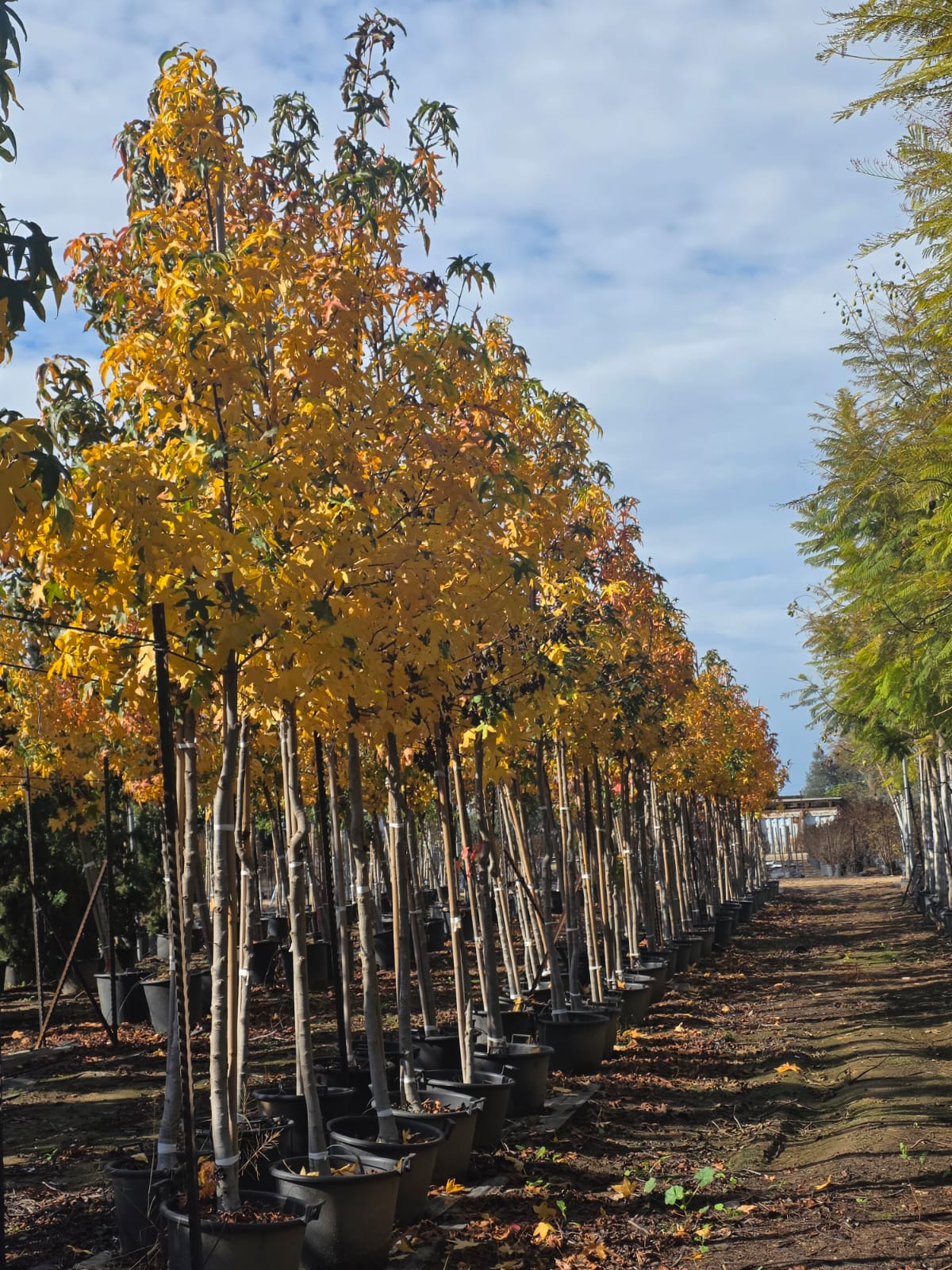 WhatsApp Image 2026-03-05 at 17.38.43