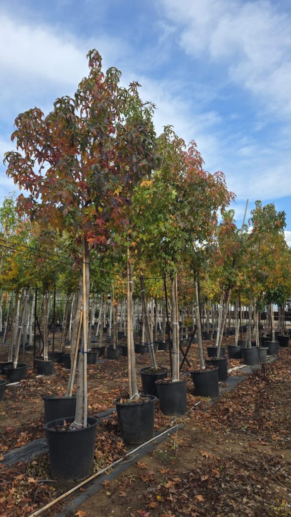 WhatsApp Image 2026-03-05 at 17.40.33