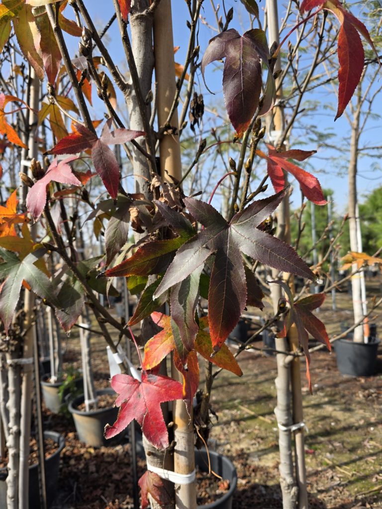 WhatsApp Image 2026-03-05 at 17.41.34