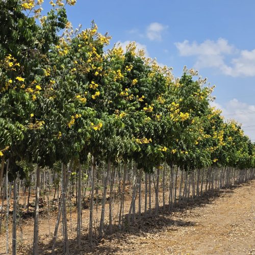 מרקמיה צהובה
