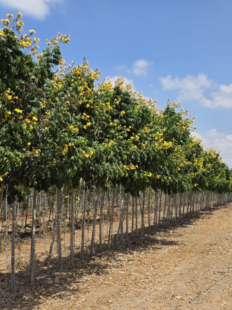 WhatsApp Image 2026-03-05 at 17.49.03