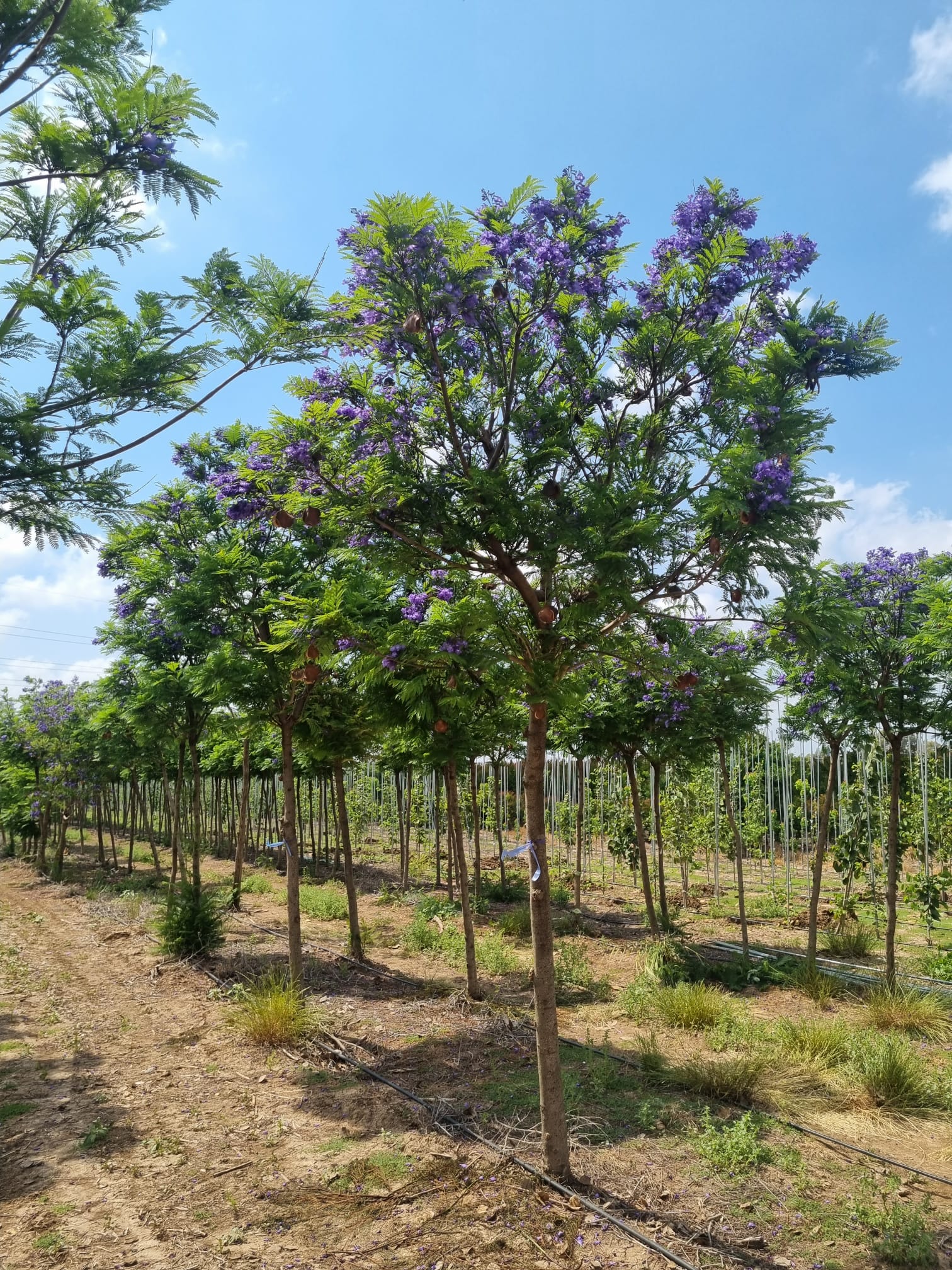 WhatsApp Image 2026-03-08 at 17.36.34