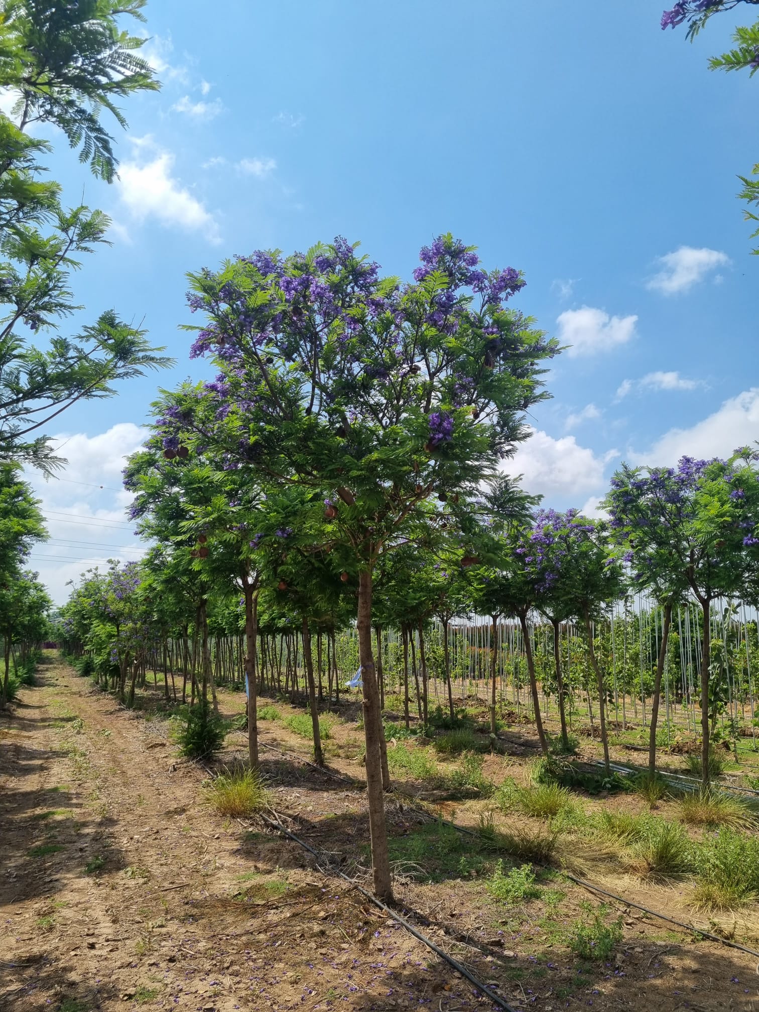 WhatsApp Image 2026-03-08 at 17.36.35