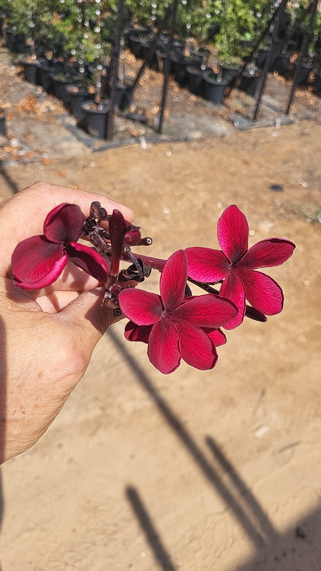 WhatsApp Image 2026-03-08 at 17.43.00