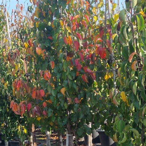 אגס קלריאני "אריסטוקרט"