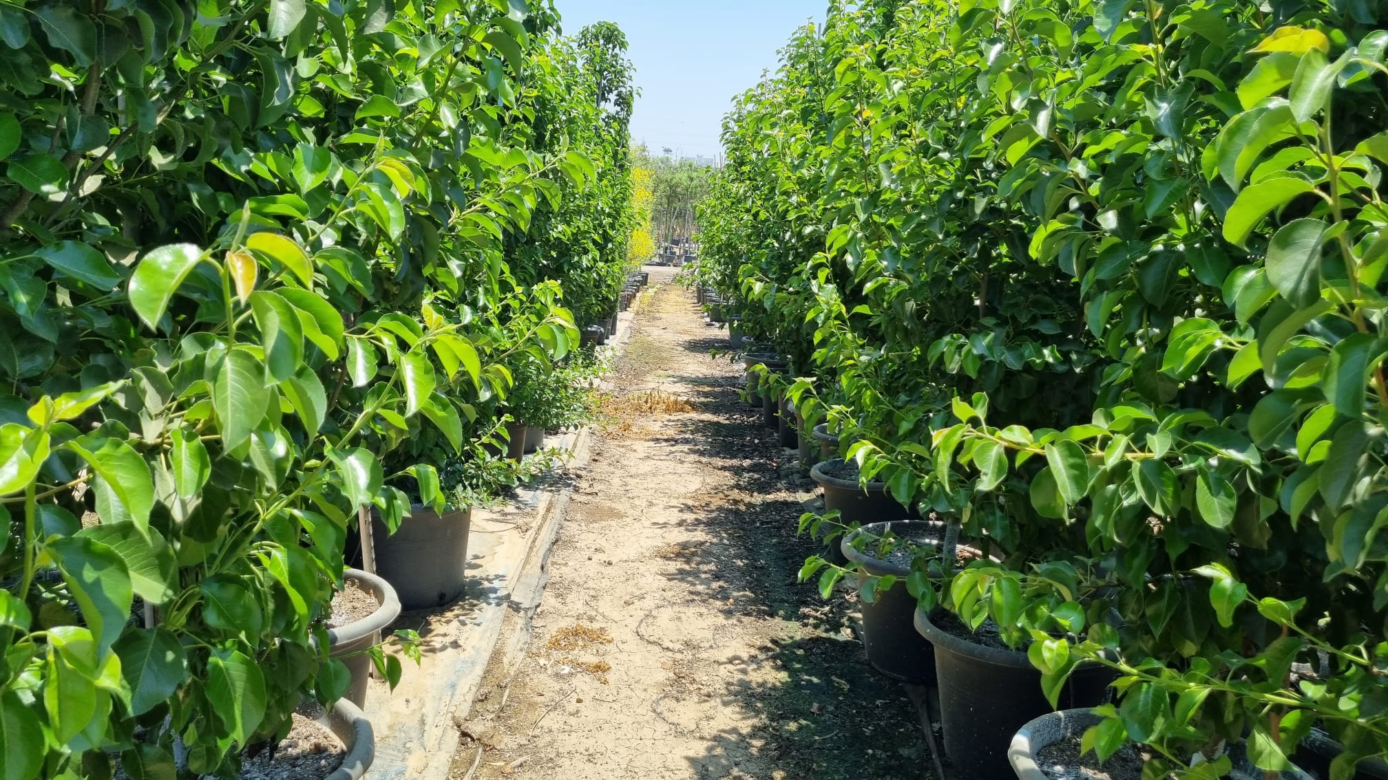 אגס קלריאנה 1