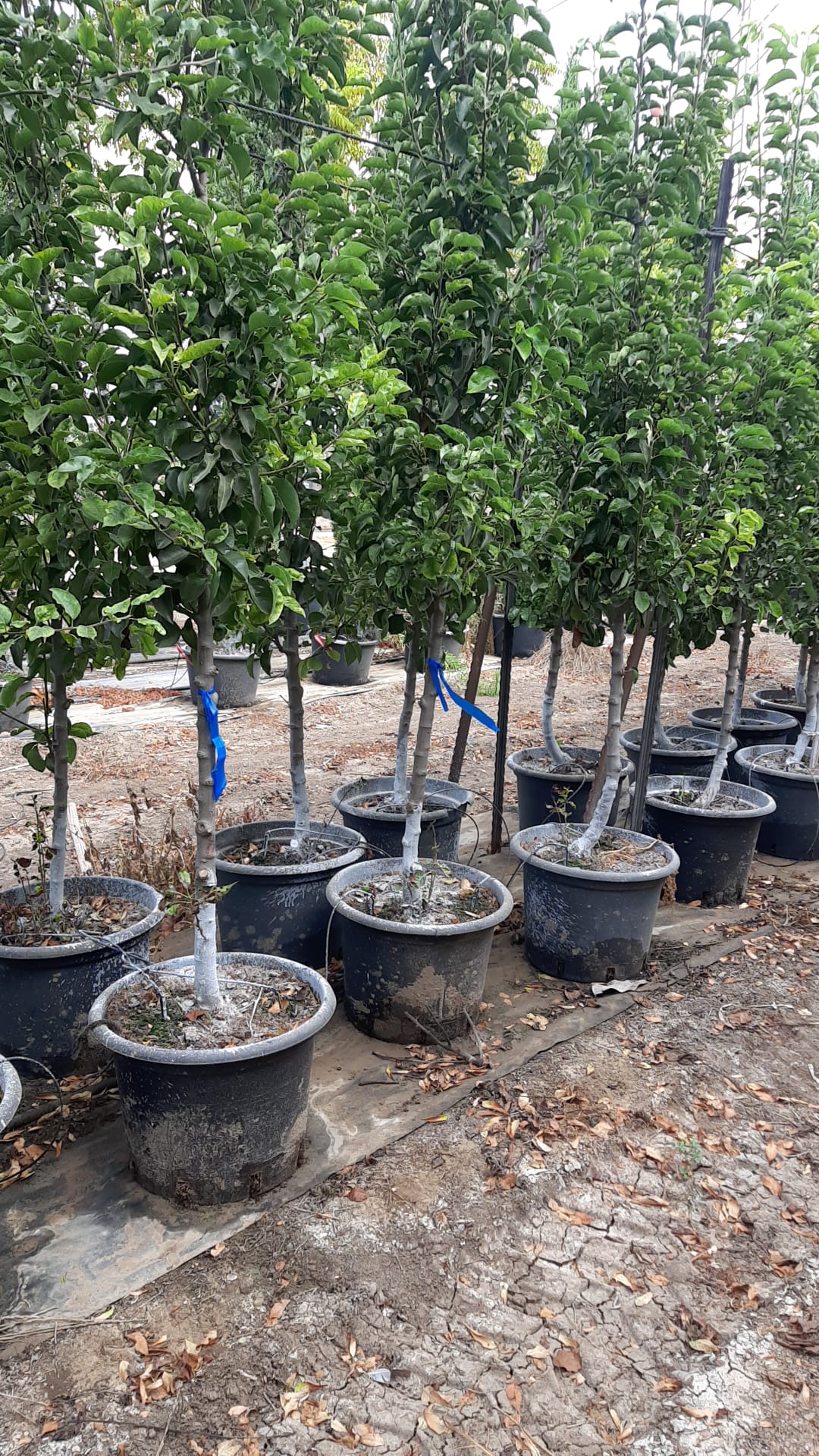 אגס קלריאנה 2