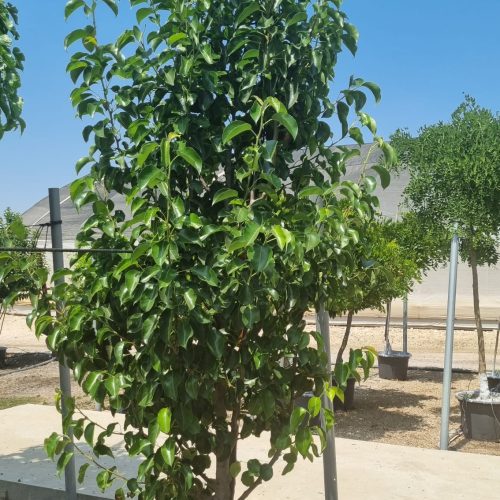 אגס קלריאני "אריסטוקרט"