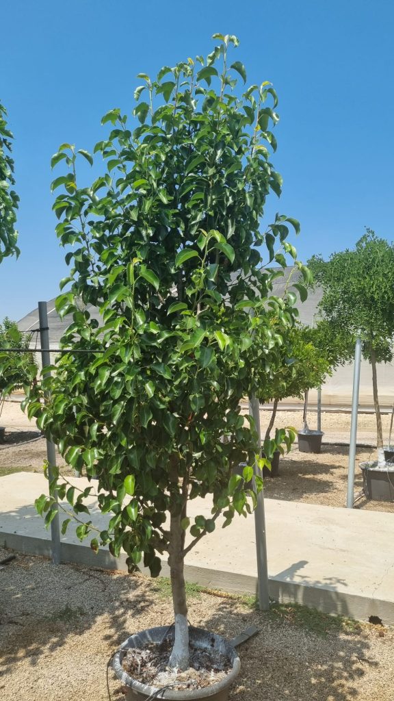 אגס קלריאנה 4