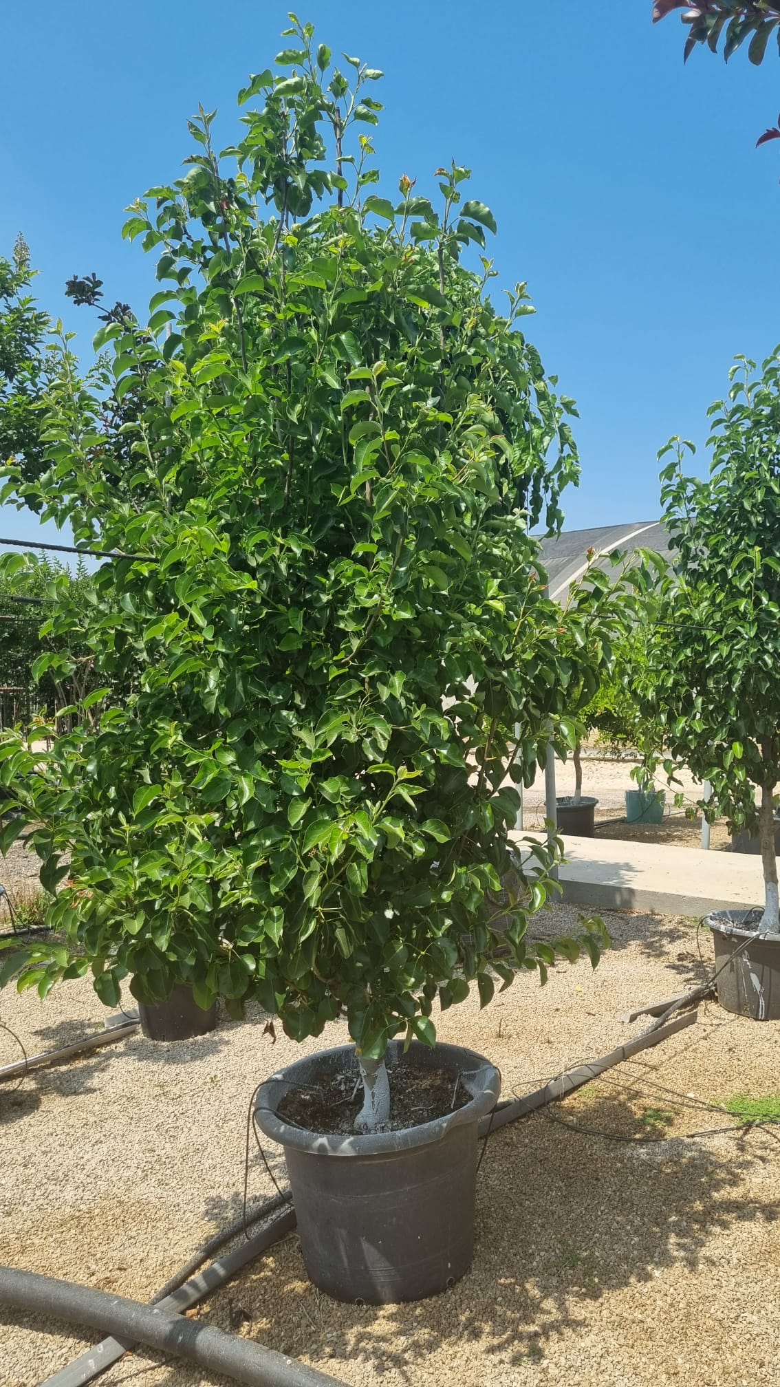 אגס קלריאנה 5