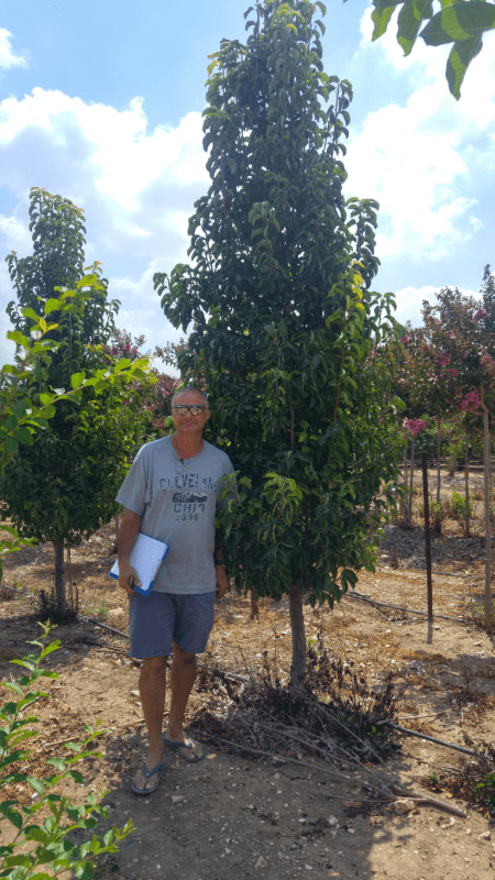 אגס קלריאנה 6