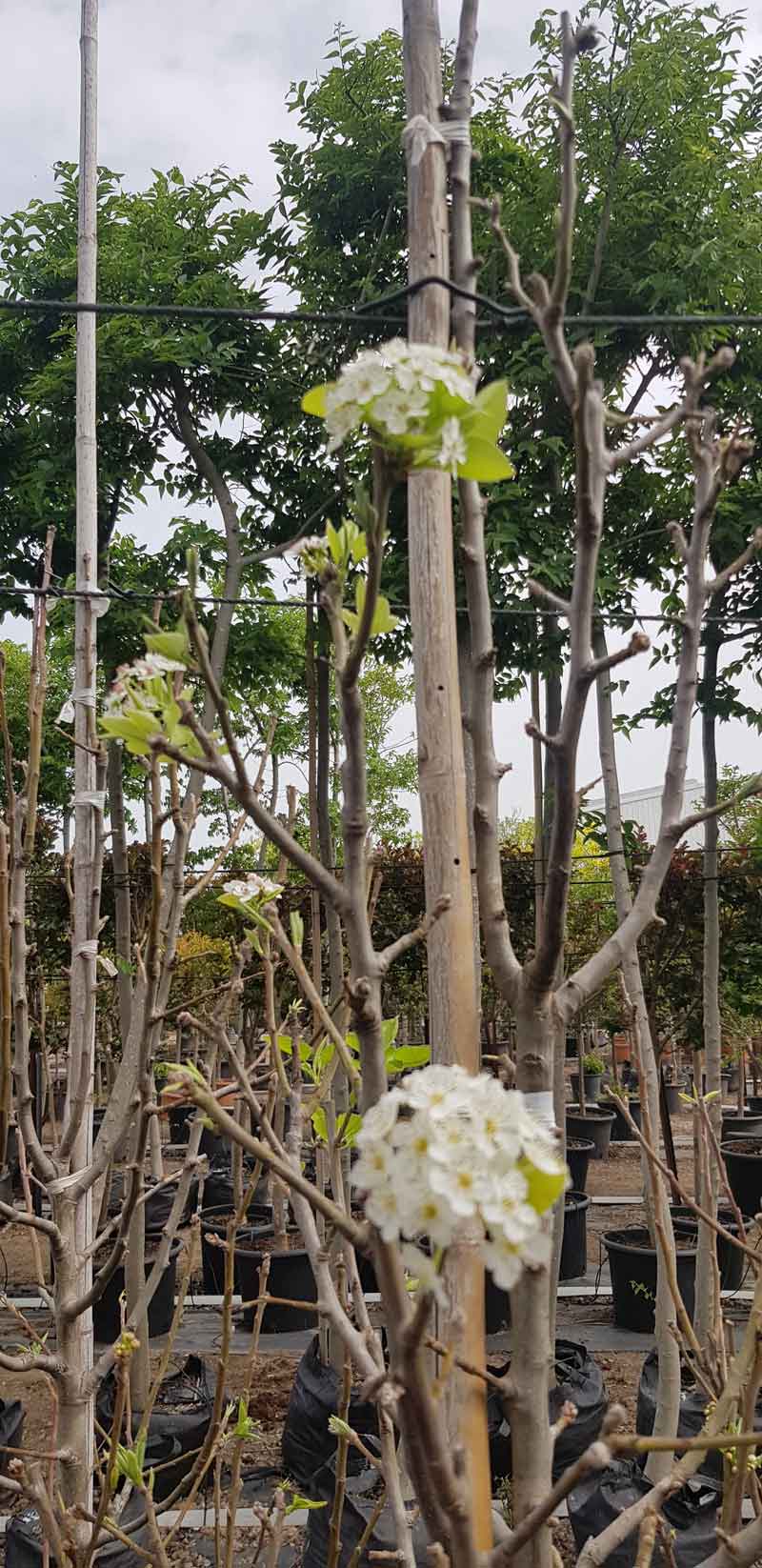 אגס קלריאנה 7