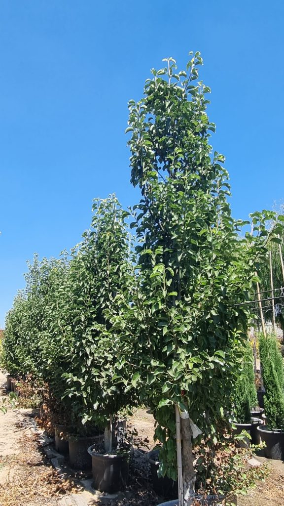 אגס קלריאנה 8