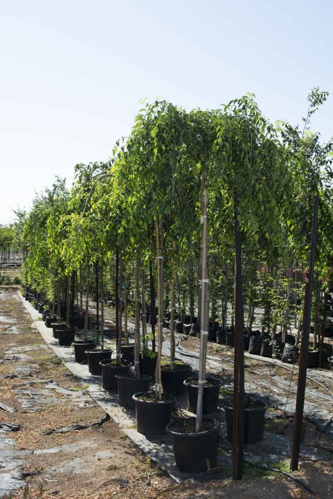 אולמוס בכותי (בוקיצה קרחת בכותי)