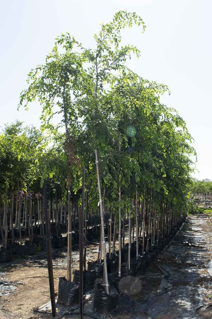 אולמוס רשפים – בוקיציה קטנת עלים 1