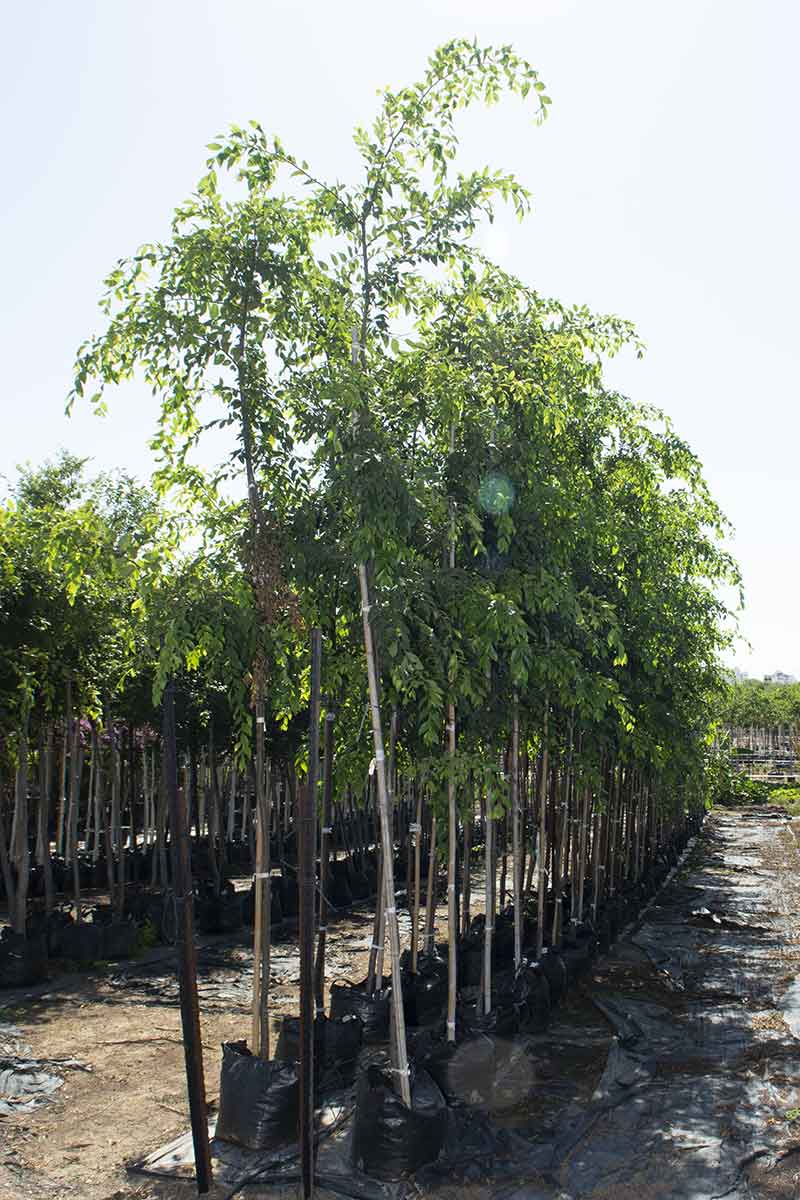 אולמוס רשפים – בוקיציה קטנת עלים 1