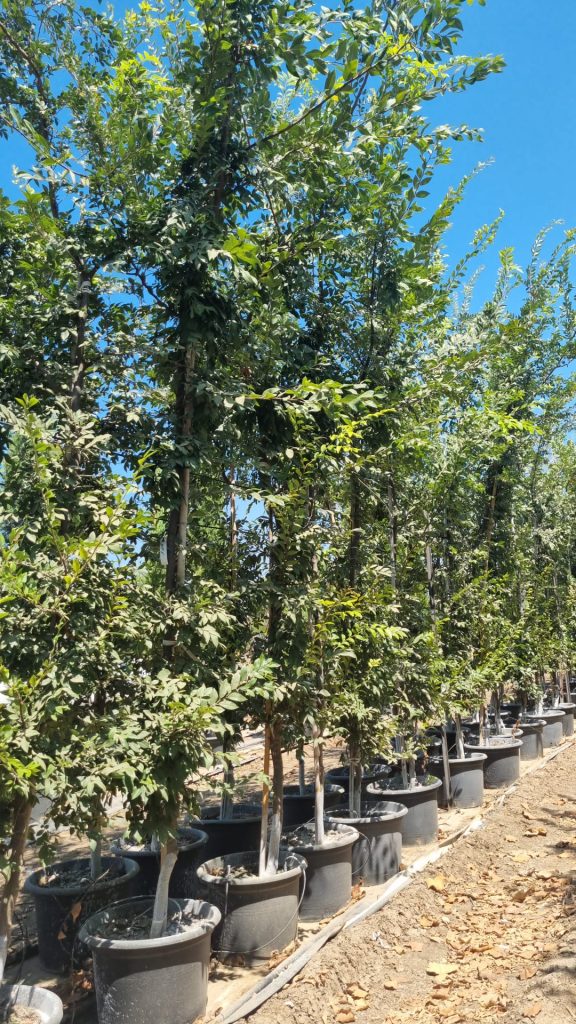 אולמוס רשפים – בוקיציה קטנת עלים 2