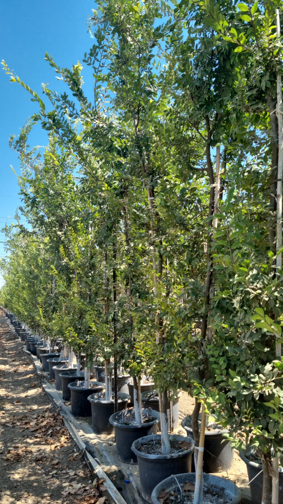 אולמוס רשפים – בוקיציה קטנת עלים 3