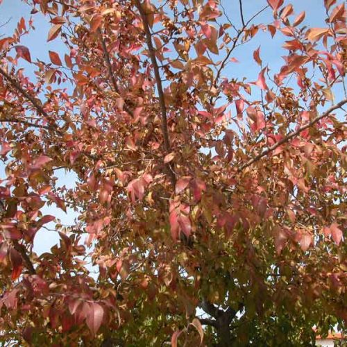 אולמוס רשפים - בוקיציה קטנת עלים