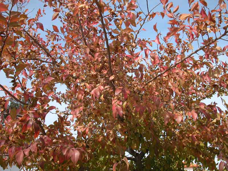 אולמוס רשפים – בוקיציה קטנת עלים