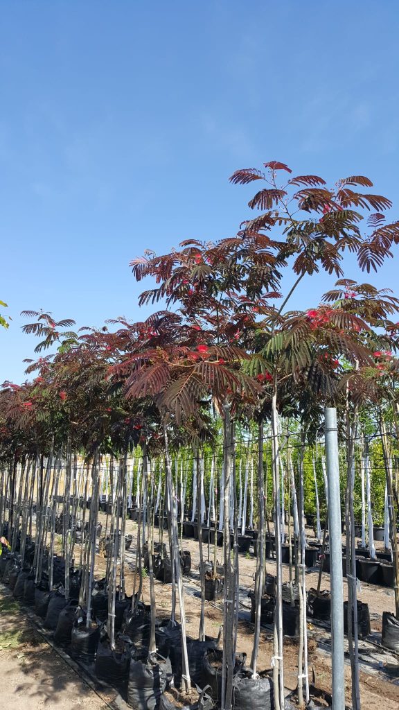 אלביציה איבס פרייד