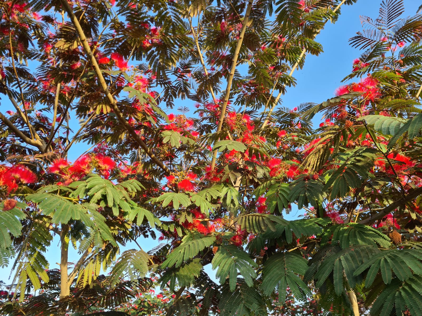 אלביציה ורודה – איבס פרייד 10