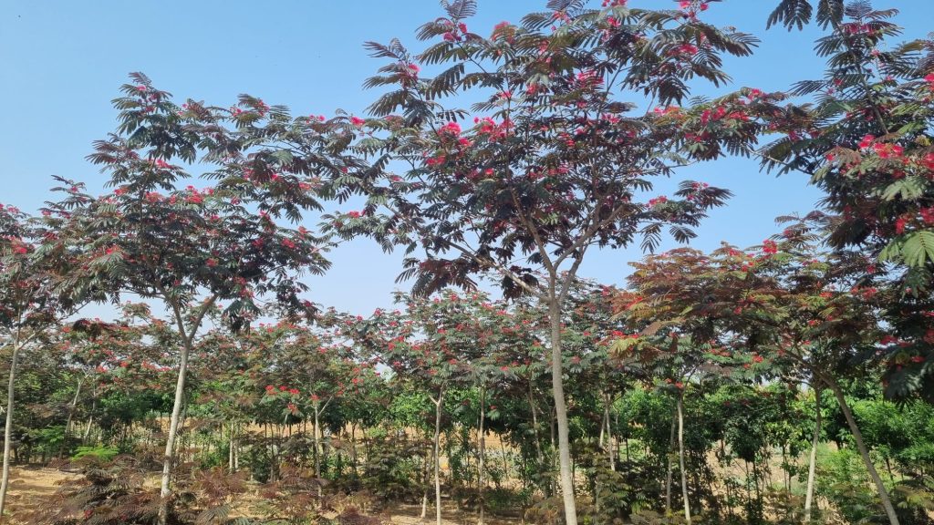 אלביציה ורודה 'איבס פרייד'