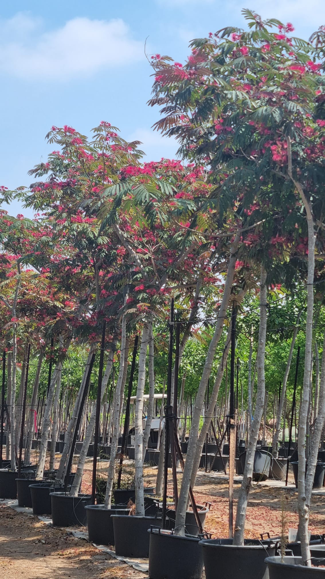 אלביציה ורודה – איבס פרייד 11